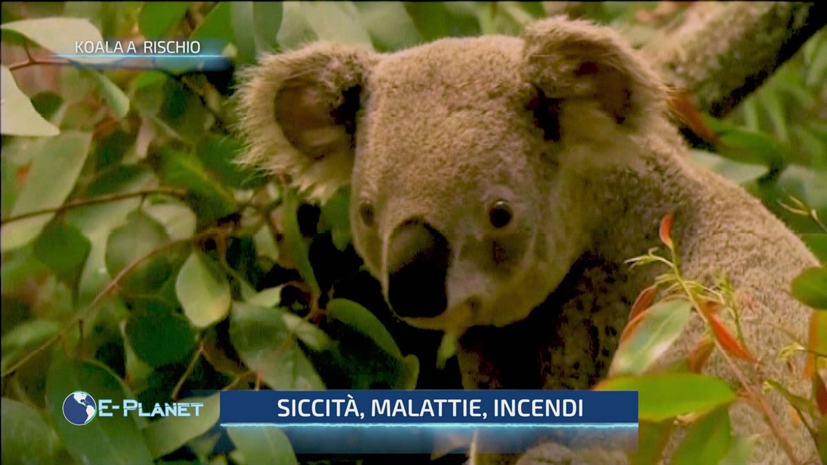 Koala a rischio