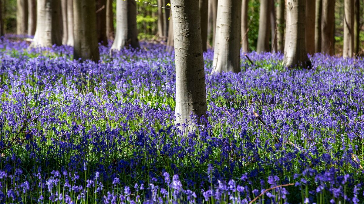  La meravigliosa fioritura della foresta blu di Hallerbos in Belgio