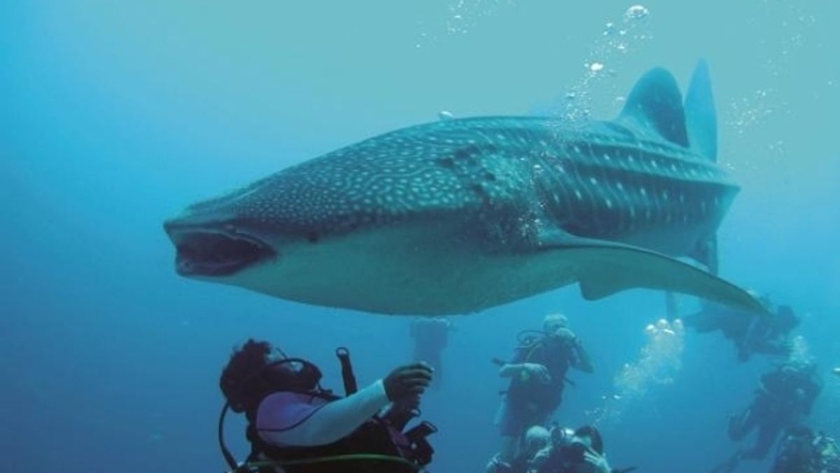 
      Incontro con uno squalo balena a Moofushi
   