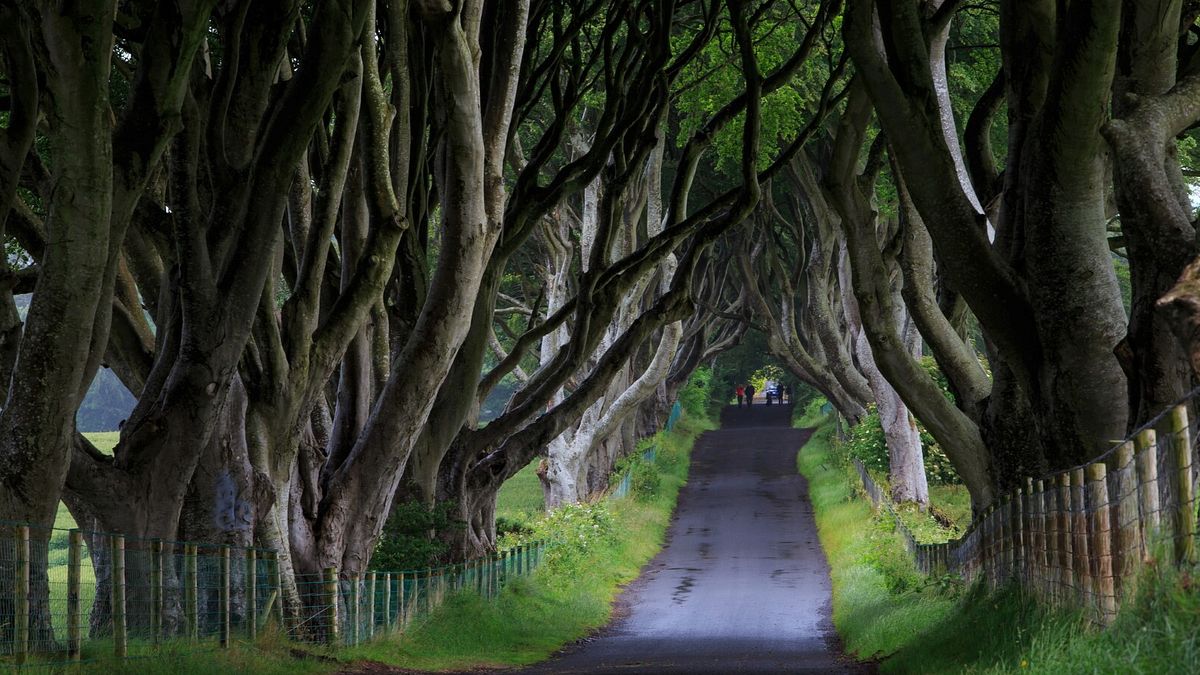  Dark Hedges, Irlanda del Nord