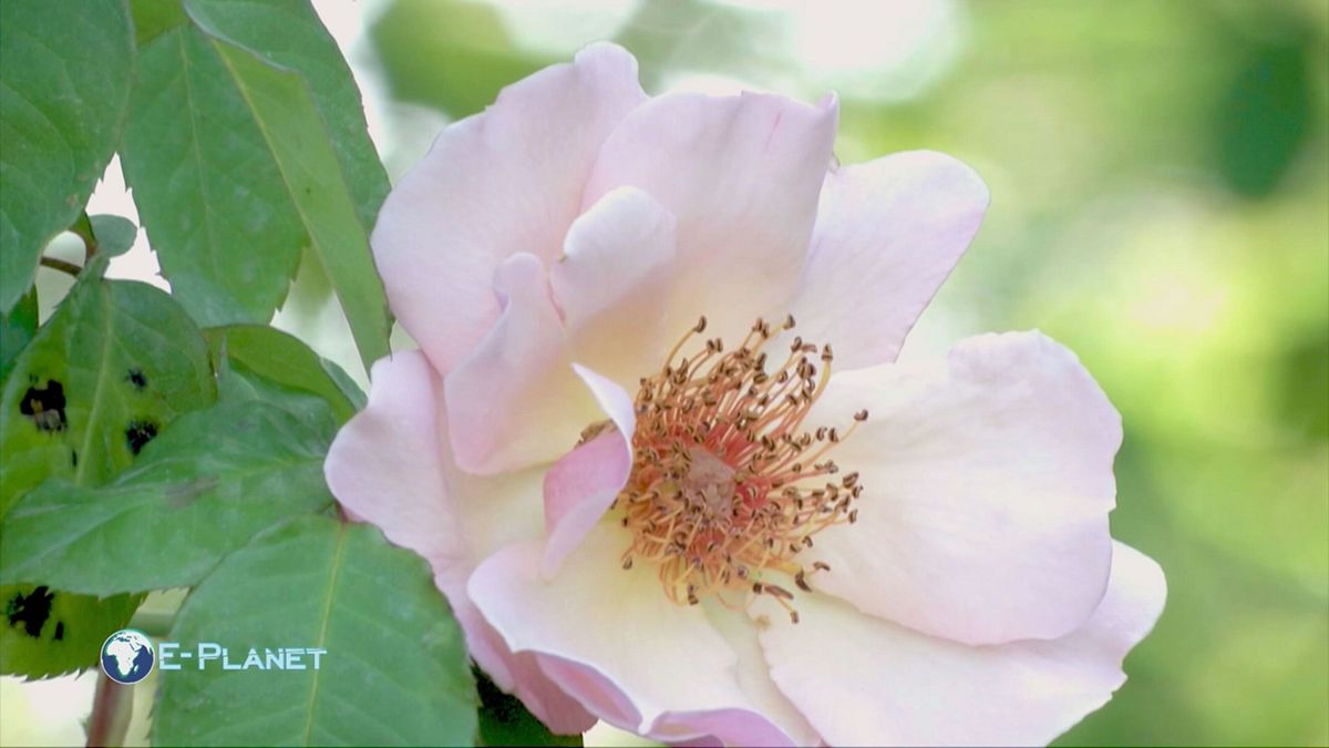 Il giardino di Maresa Del Bufalo