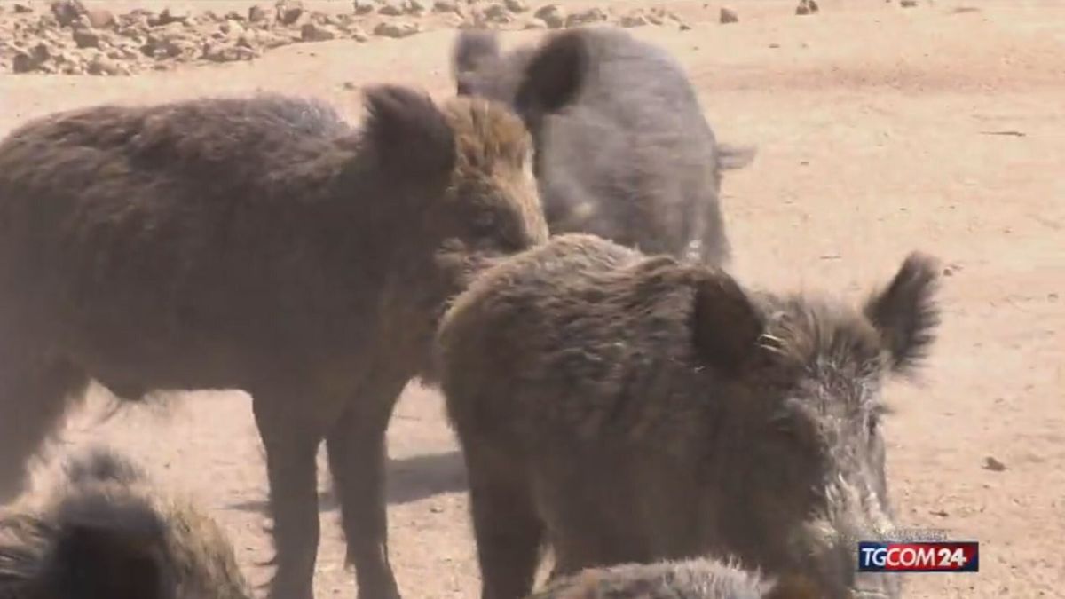 Allarme in Toscana: i cinghiali sono un milione