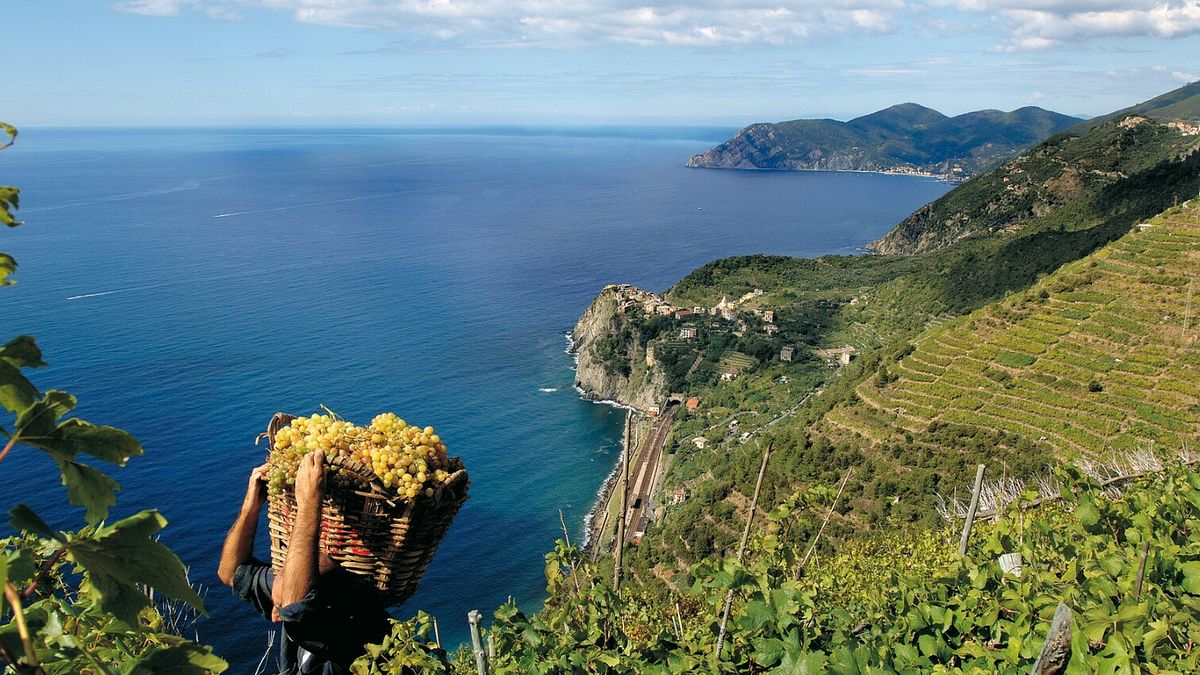 Raccolta uva a Corniglia