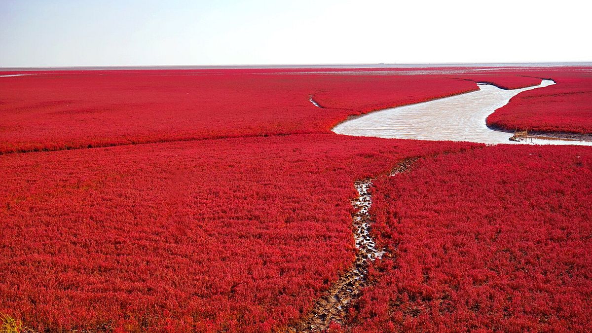  Red Beach, Panjin, Cina