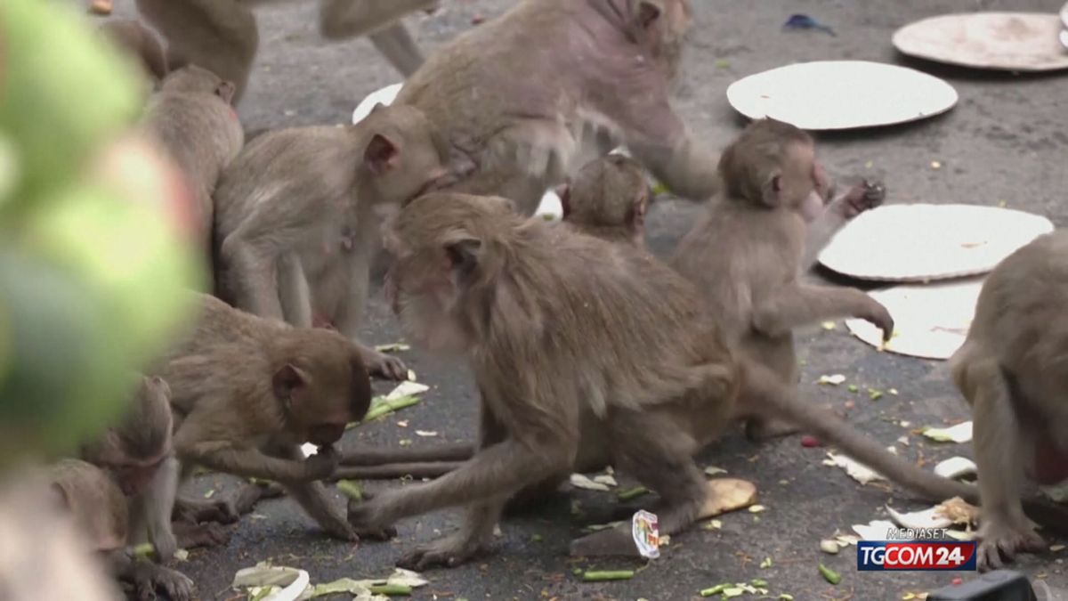 In Thailandia scatta la "festa delle scimmie"