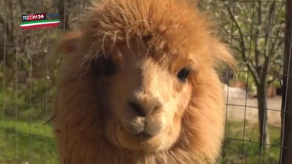 Basilicata, di nicchia e "no stress": la lana degli alpaca