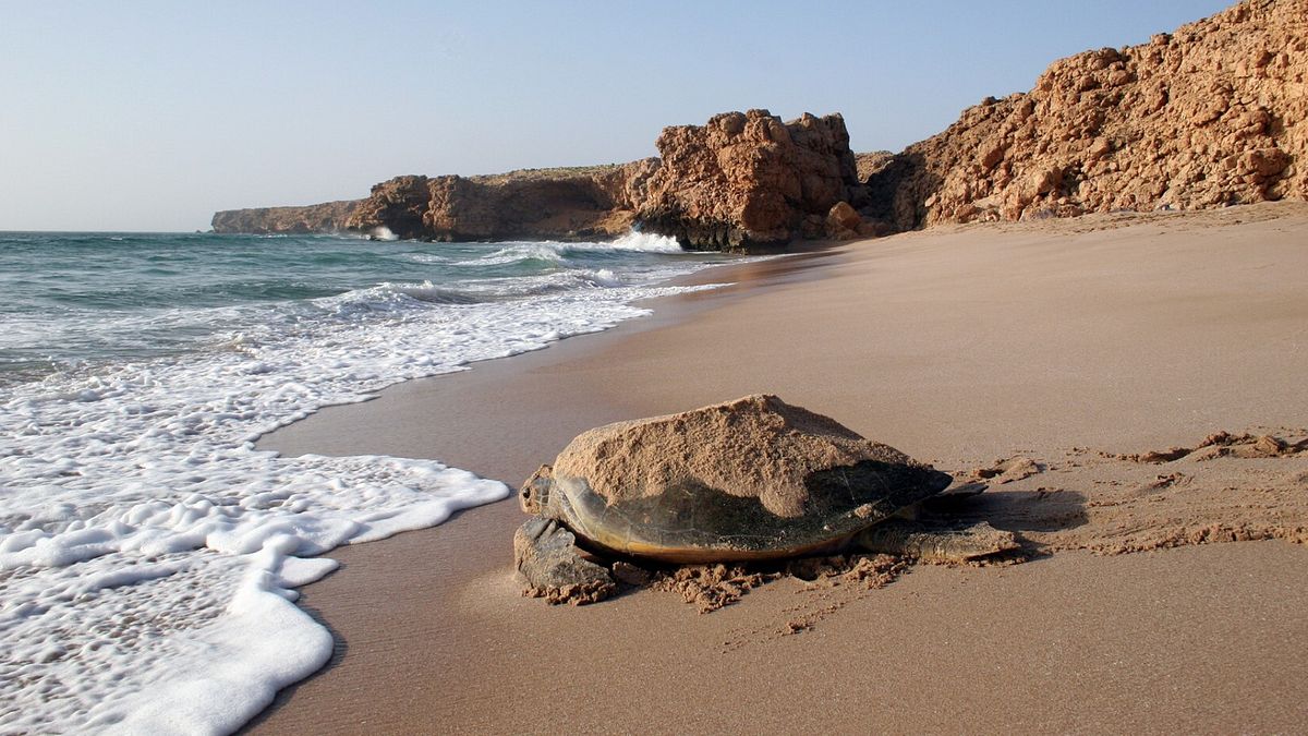 Ash Sharqiyah, Ras al Jinz Sea Turtle Reserve