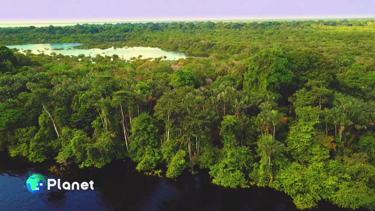 Proteggere l'Amazzonia, patrimonio verde inestimabile