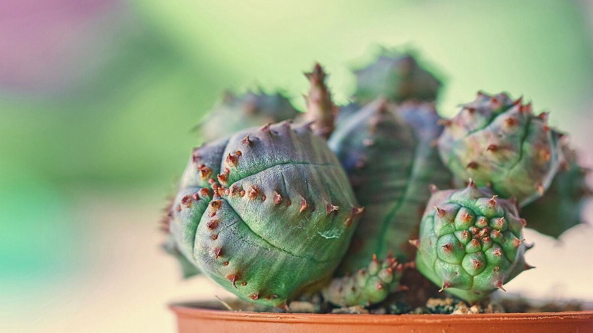 Euphorbia obesa 