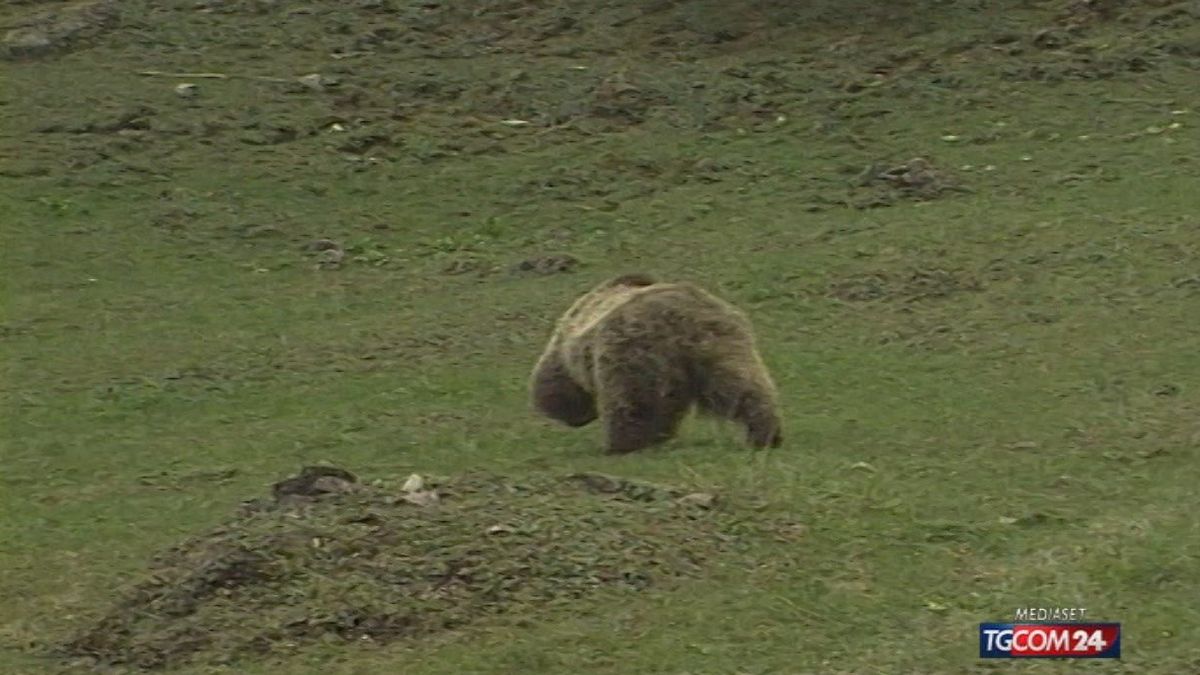 12.00 ORSO IN FUGA, POLEMICHE SPARARE O NO SRV