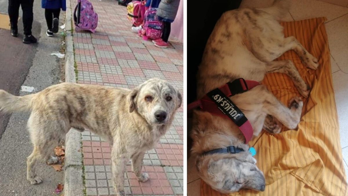Abruzzo, il cane Olivia fugge dal canile per tornare al suo paese