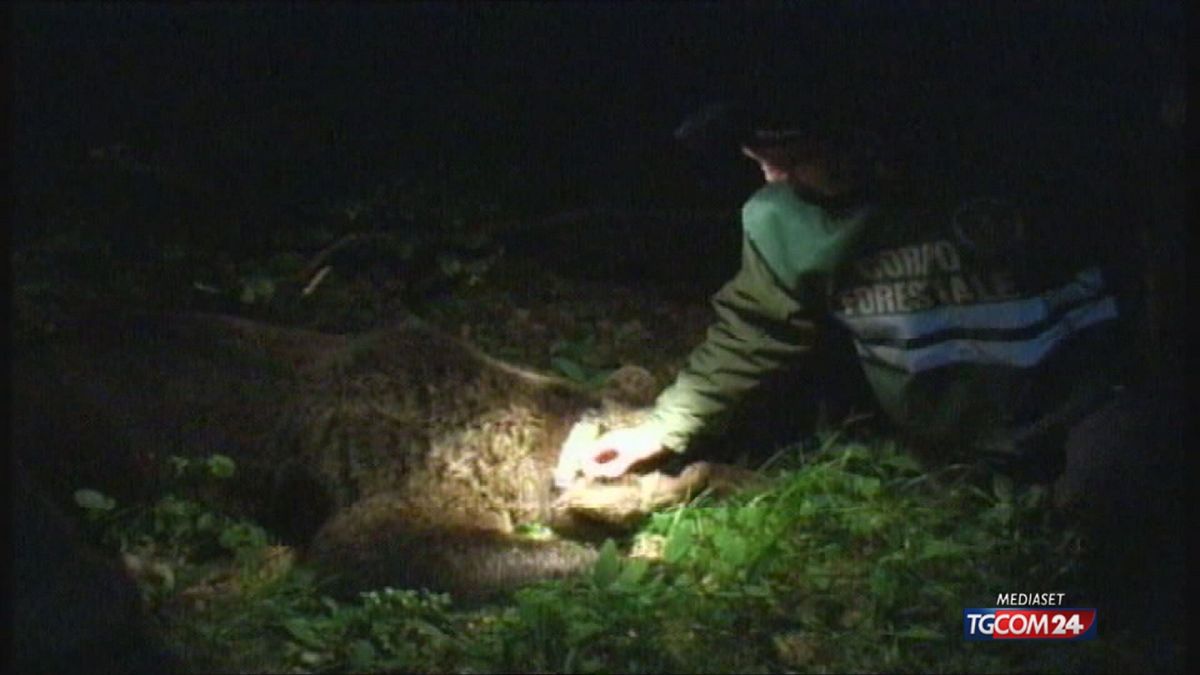 Trentino, il giallo dell'orso trovato morto