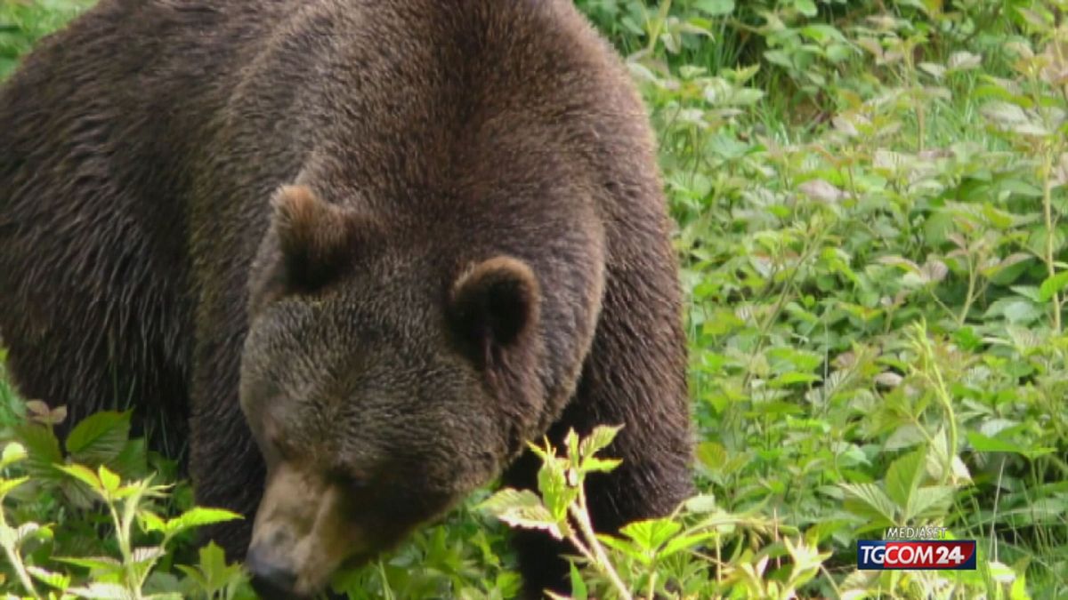 Orsi in Trentino, "il governo legalizzi lo spray per difendersi"