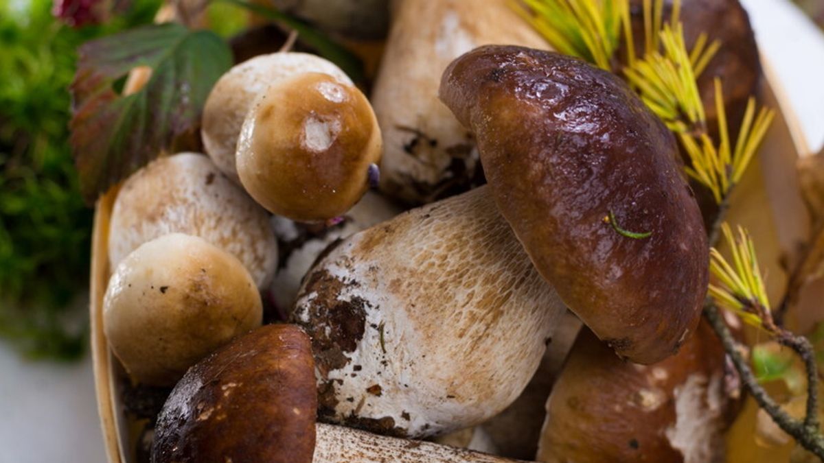  I funghi porcini della Val di Taro