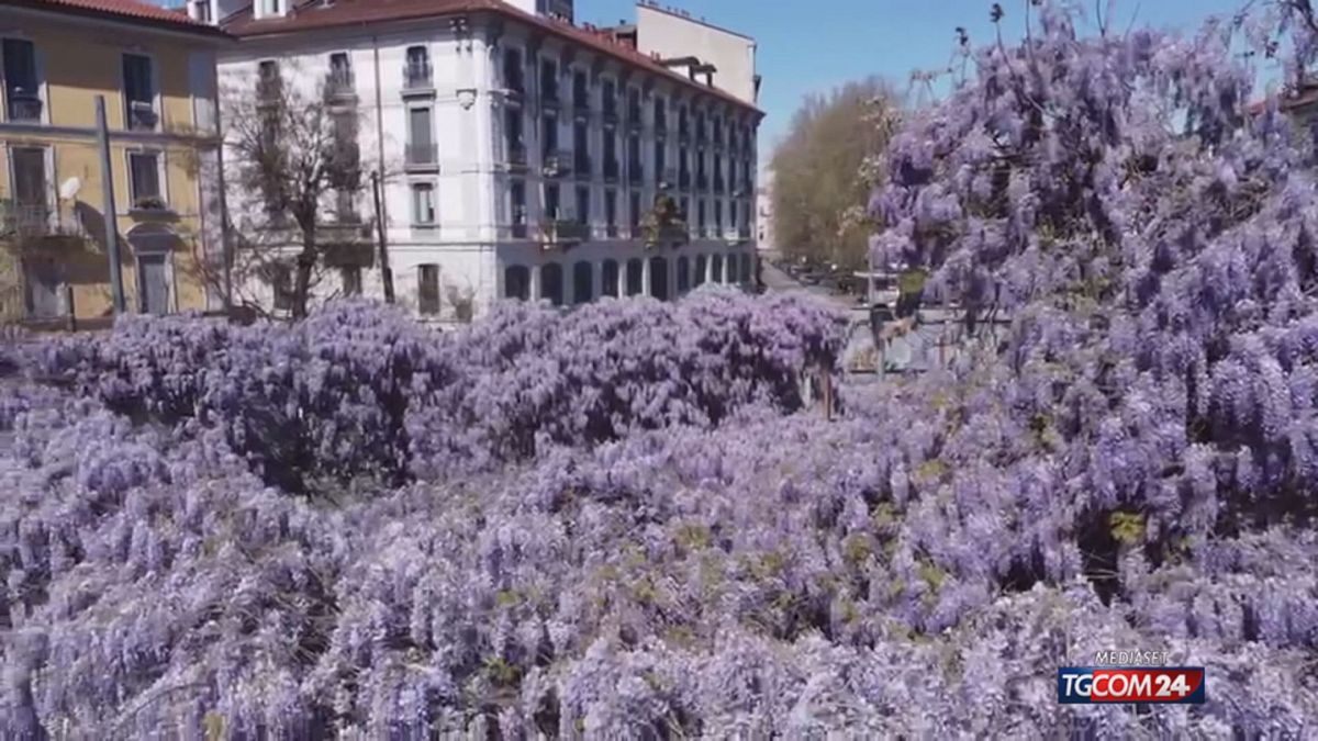 Milano "al bivio": glicine o Museo della Resistenza