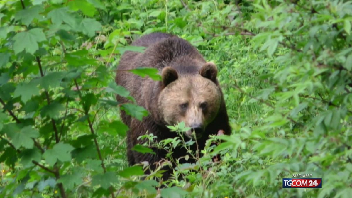 Trentino, orsa con cucciolo insegue due cacciatori: un ferito