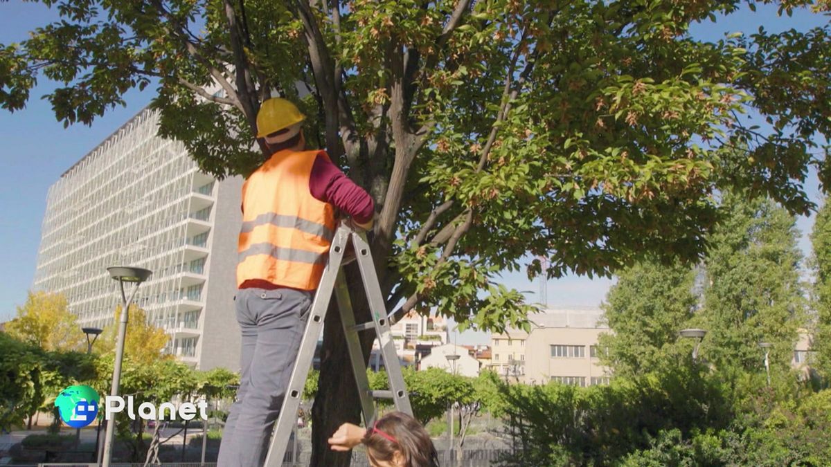 Curiamo gli alberi