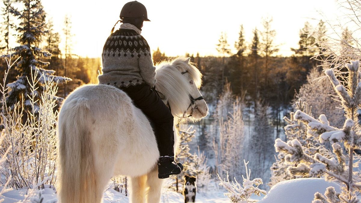 Horses of Taiga, ph Rianne Kindt