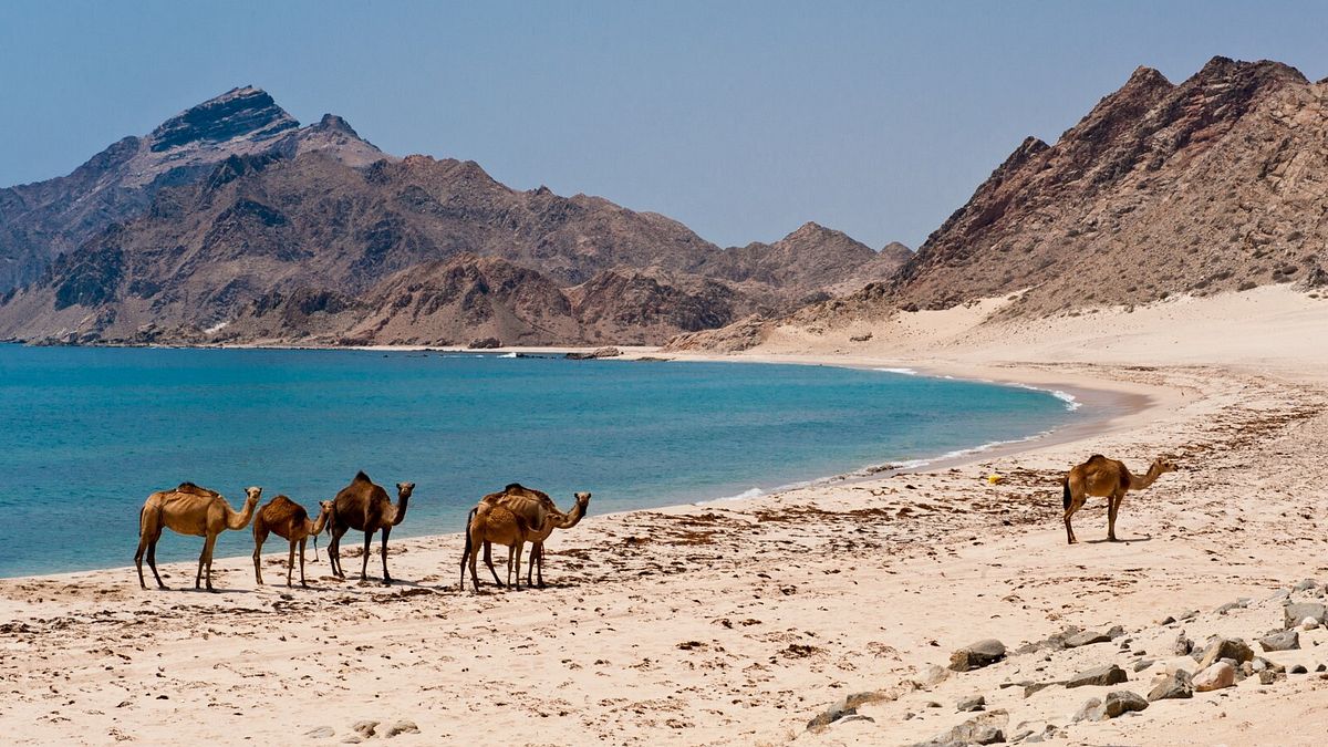 Dhofar, cammelli sulla spiaggia a Salalah