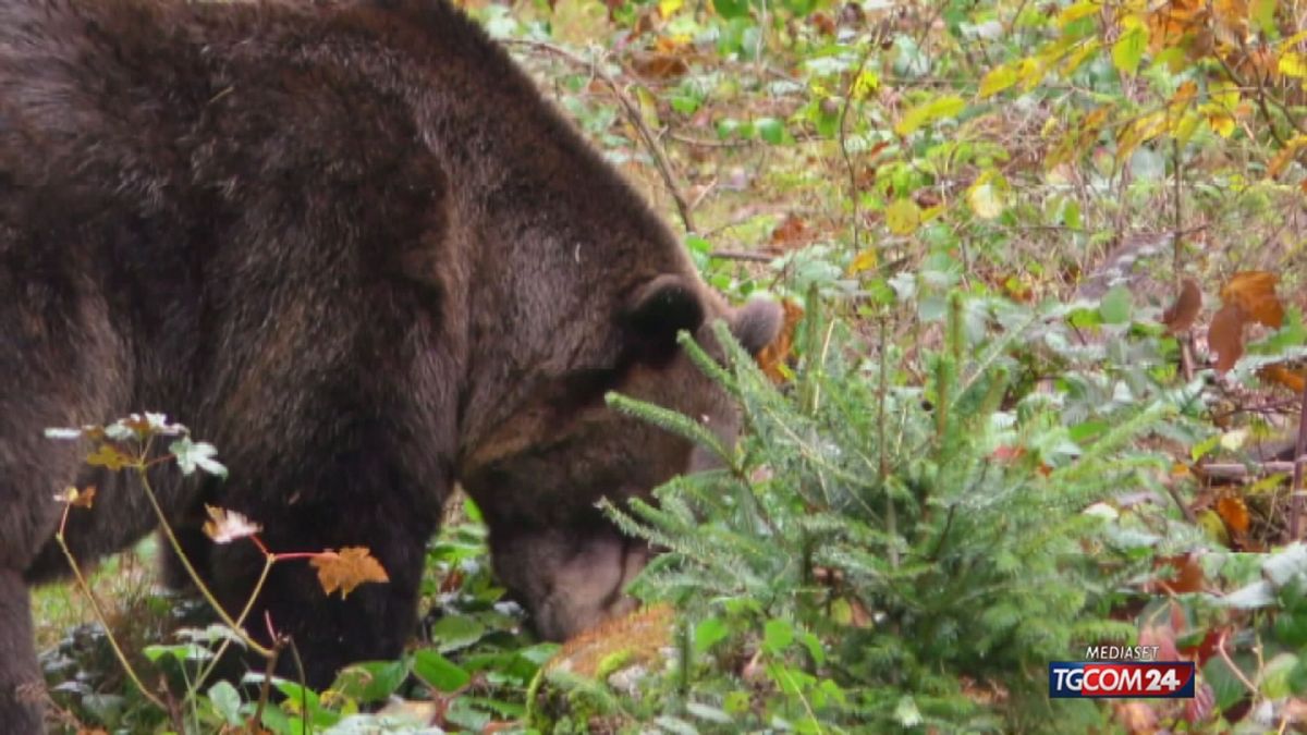 12.00 TRENTINO, VIA LIBERA ABBATTIMENTO ORSO M90 SRV