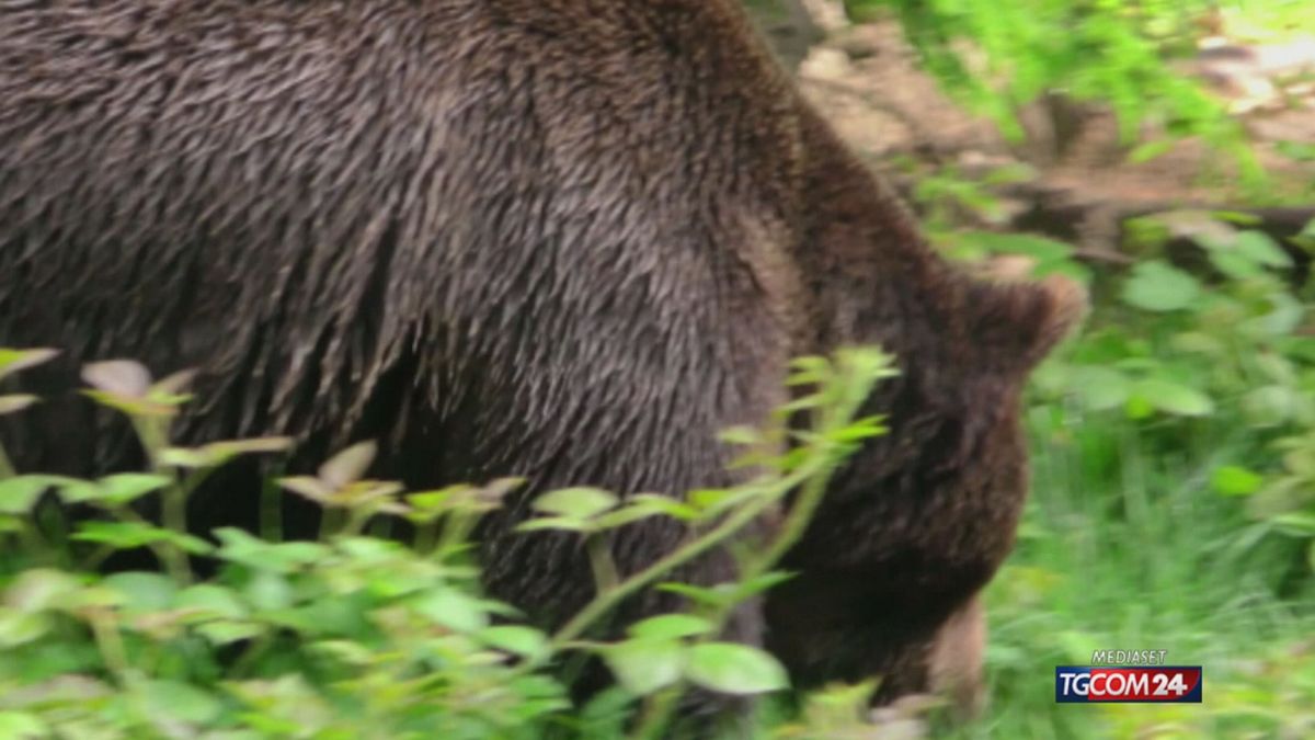 12.25 M90 ORSO TRENTINO