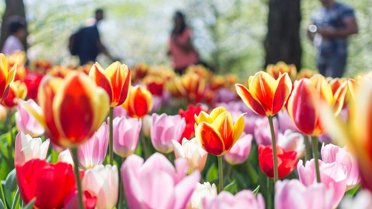 I tulipani di Parco Sigurtà