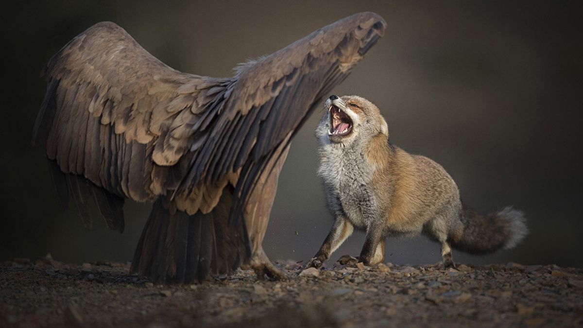 SPAGNA SKUA NATURE BuitreyZorro Alpasin MerceRRomero 