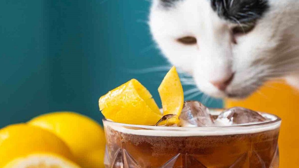 gatto caffe cocktail milano