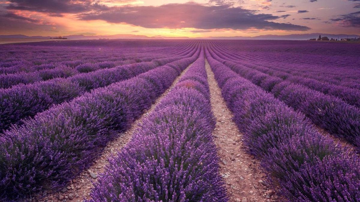 I campi di lavanda in Provenza