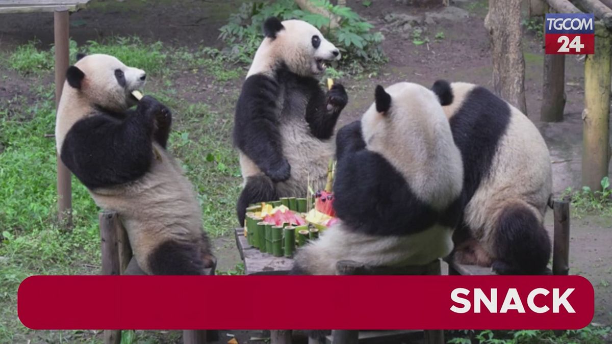 I panda compiono 5 anni, cena elegante allo zoo