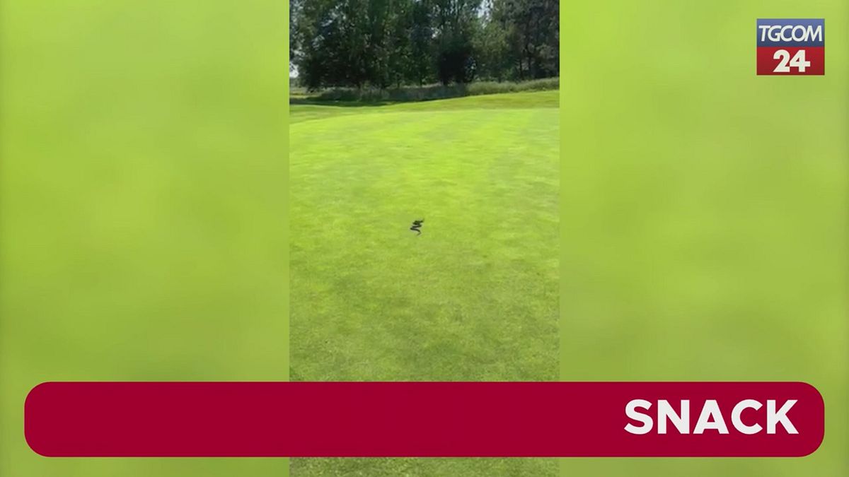 Sorpresa al campo da golf: tra le buche spunta un serpente