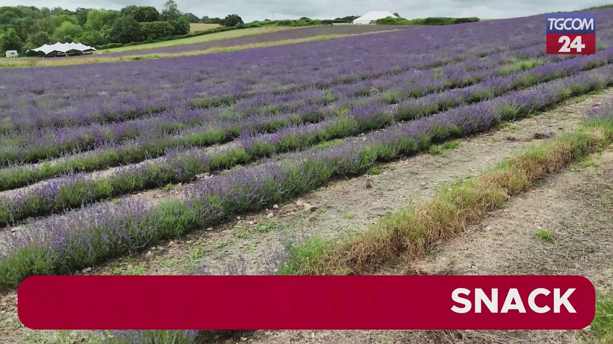 Lordington lavender, un angolo di Provenza in Inghilterra