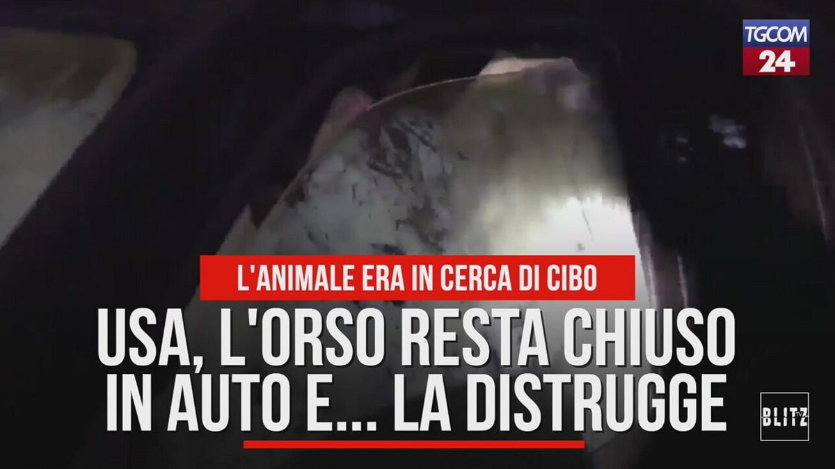 Usa, l'orso resta chiuso in macchina e... la distrugge