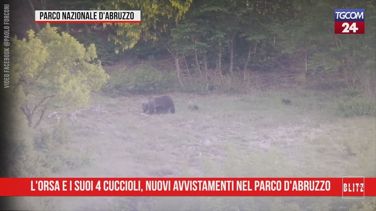 L'orsa e i suoi cuccioli, nuovi avvistamenti nel Parco Nazionale d'Abruzzo