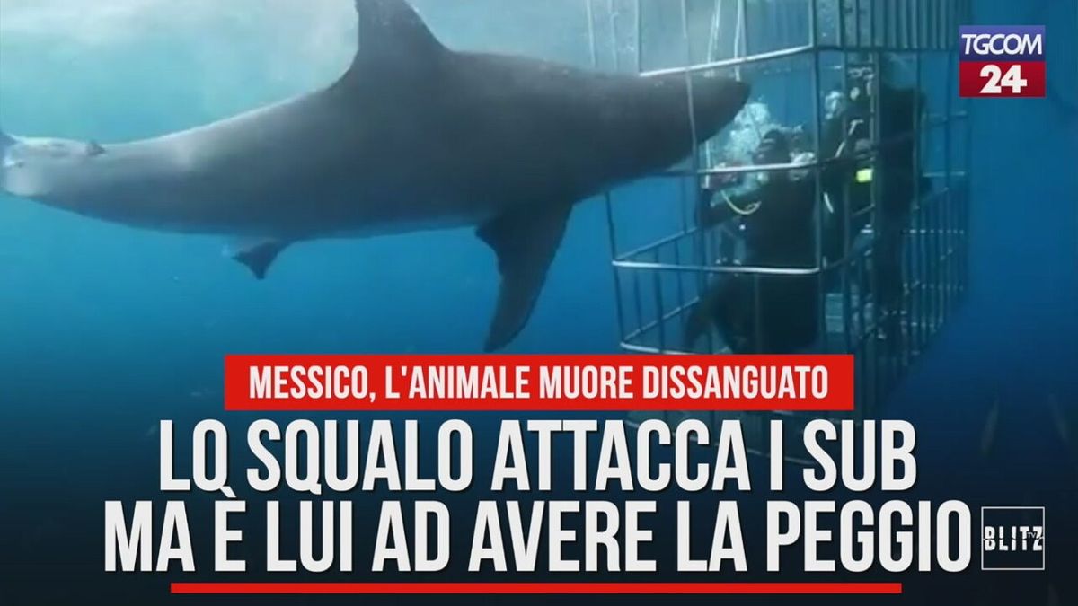 Messico, lo squalo attacca i sub ma è lui ad avere la peggio