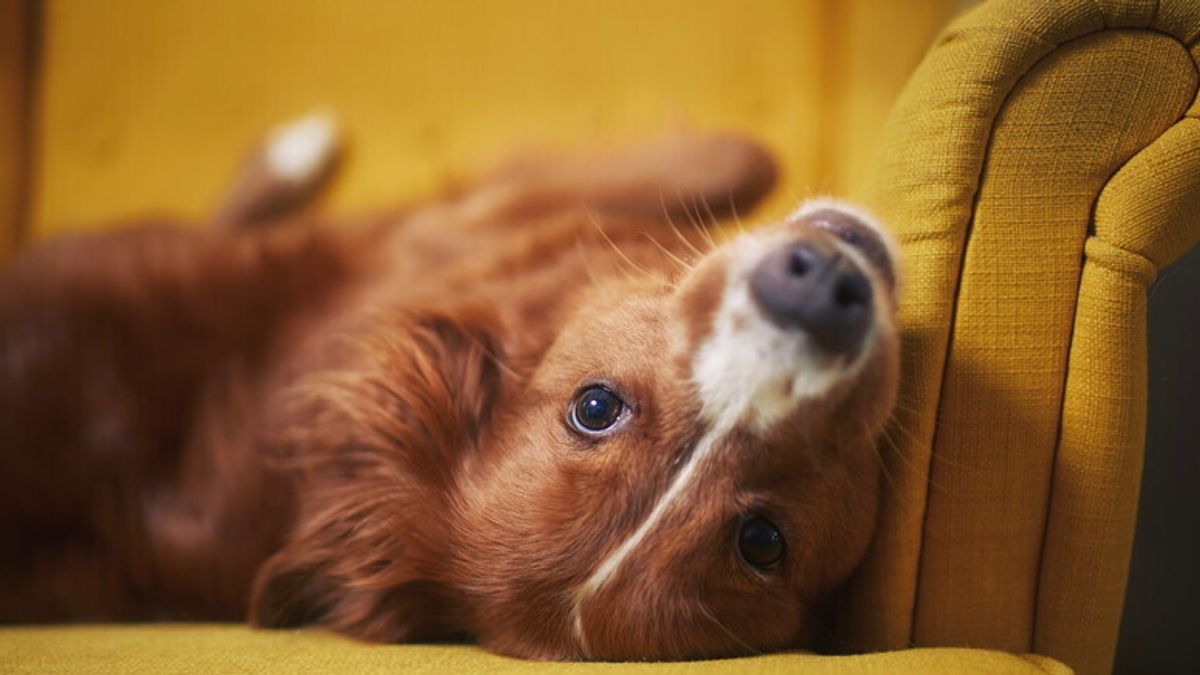  L'odore del nostro stress influenza le emozioni dei nostri cani spingendoli a fare scelte più pessimistiche