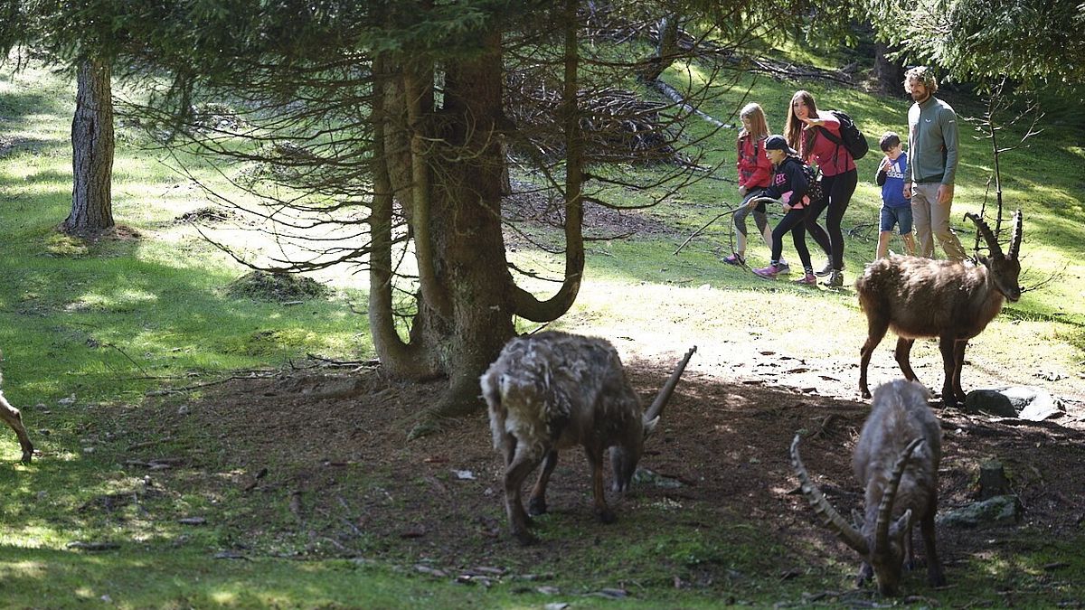 Osservatorio ecofaunistico alpino Aprica - ph Stefano Cattelan 