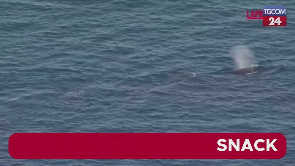 Australia, il salvataggio di una balena nel porto di Sydney