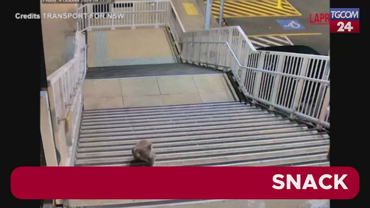 Australia, un koala curioso a spasso per la stazione ferroviaria di Sydney