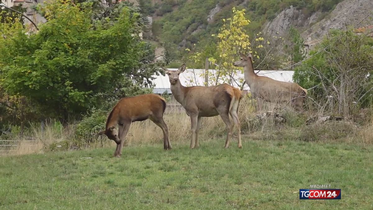 18.01 CACCIA AL CERVO SRV