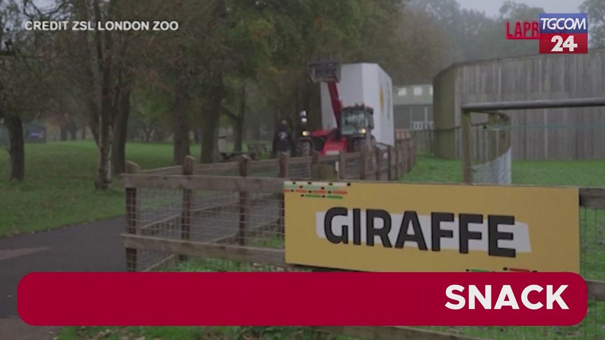 Trasporto speciale per una giraffa da Londra alla Francia