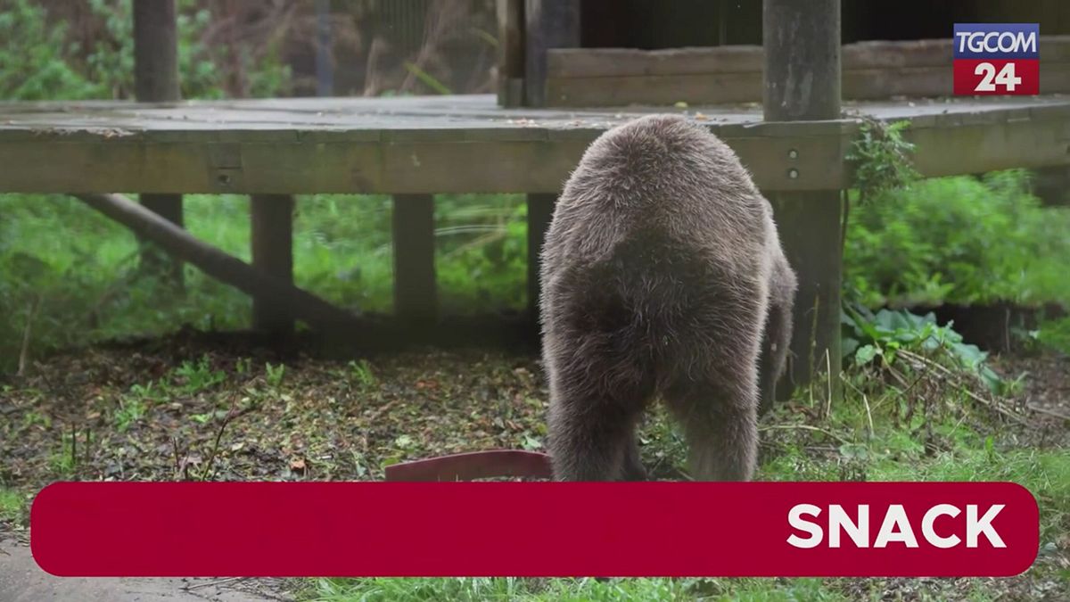 Gb, l'orso Boki sottoposto a un intervento al cervello: le immagini della convalescenza