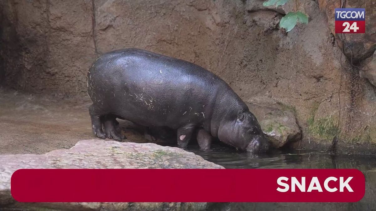 Zoo di Berlino, prima immersione dell'ippopotamo pigmeo Tony