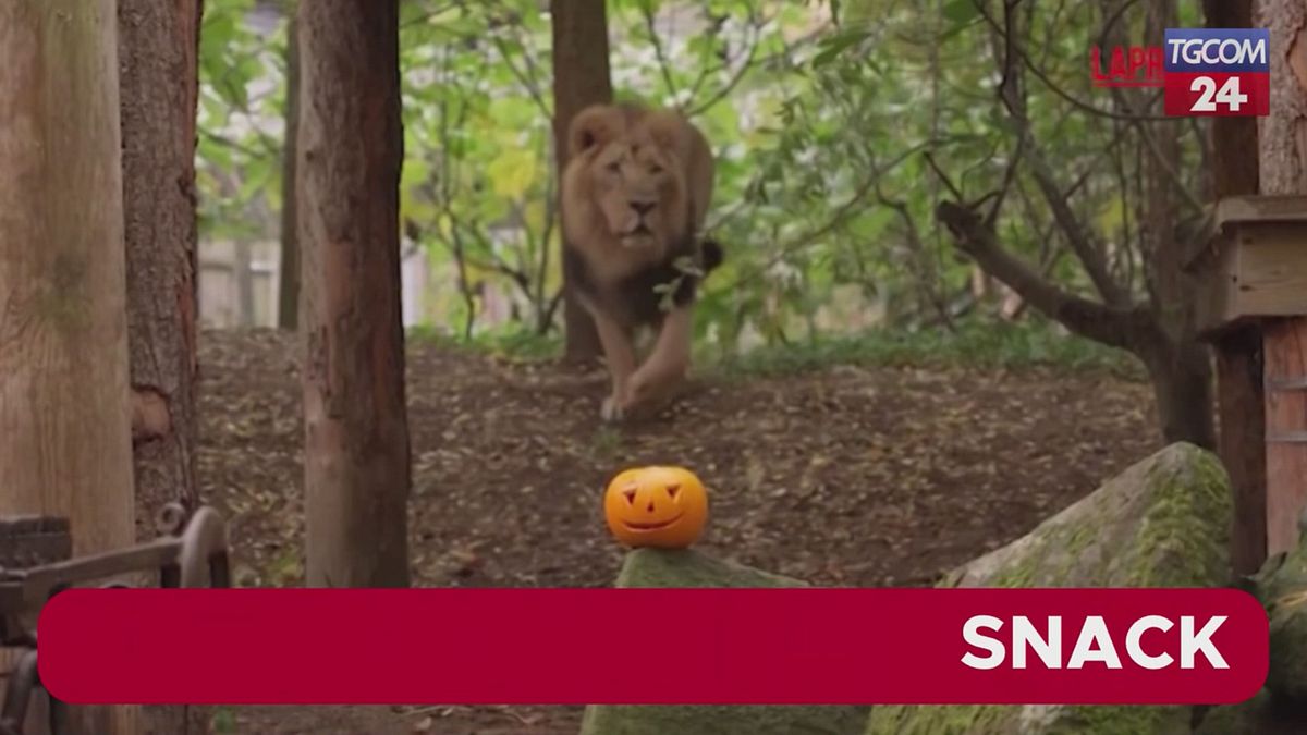 Londra, suricati e cuccioli di leone si divertono con le zucche di Halloween