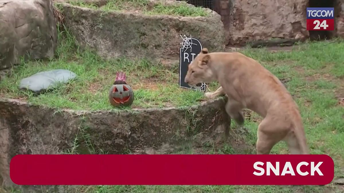 Colombia, allestito a tema Halloween lo zoo di Cali: animali tra zucche e lapidi