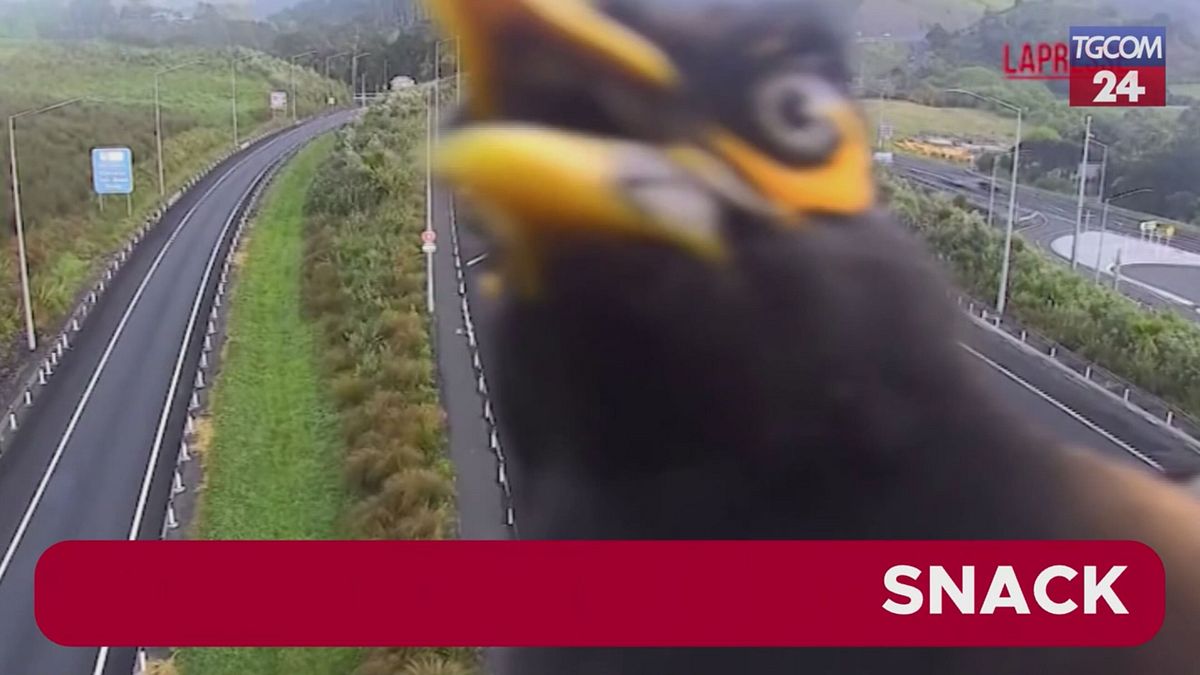 Nuova Zelanda, photobombing in autostrada