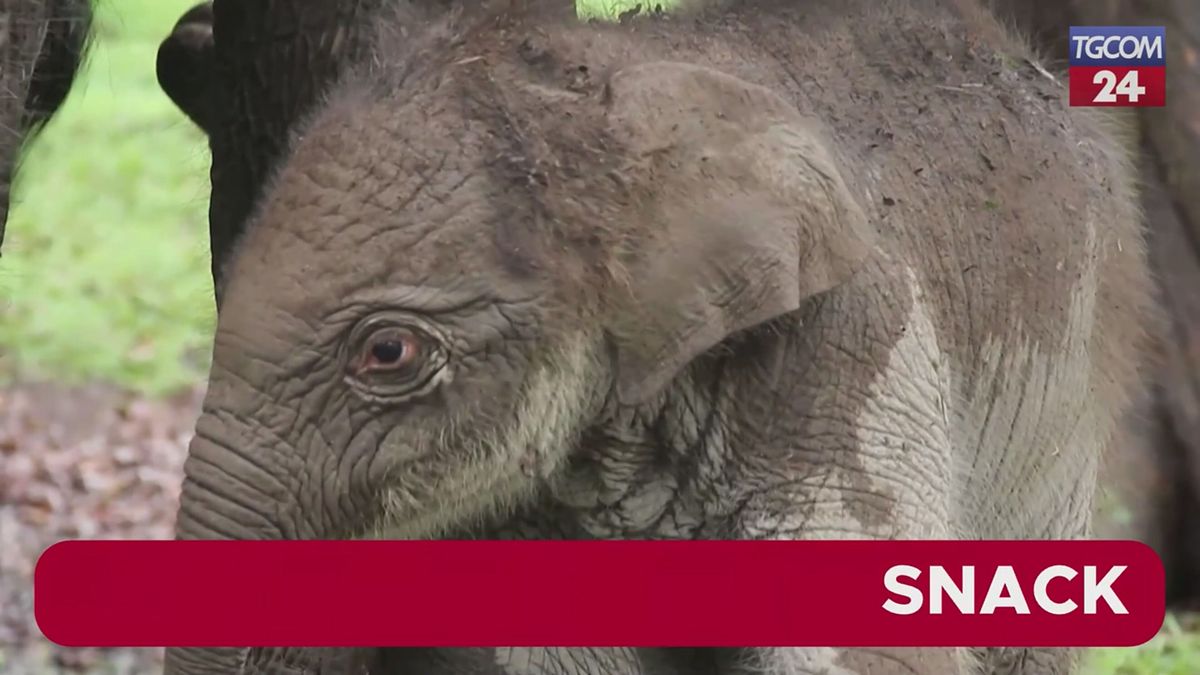 Indonesia, nato un elefante di Sumatra: è una specie a grave rischio di estinzione