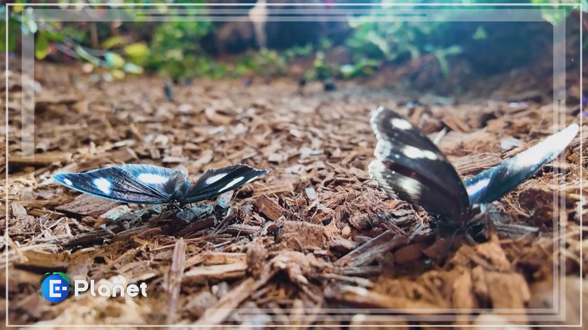 Arte che collabora con la natura