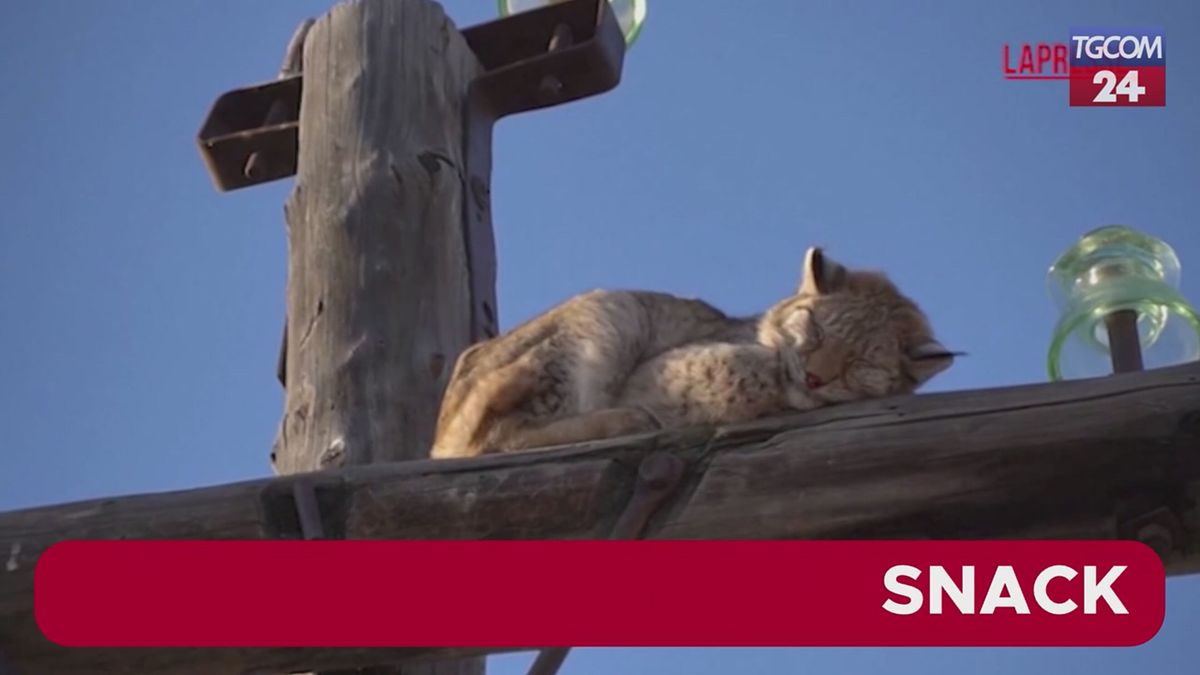 Siberia, lince salvata dalla cima di un palo della corrente elettrica