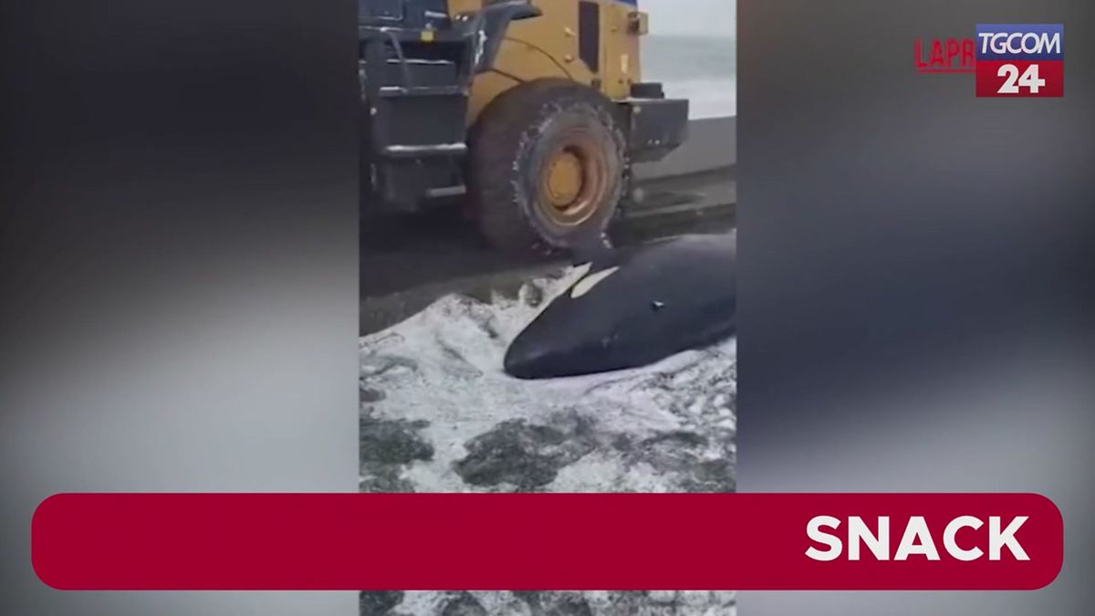 Russia, orca spiaggiata: le immagini del salvataggio